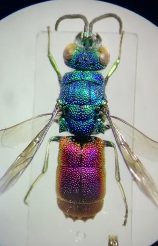 Chrysis sp.